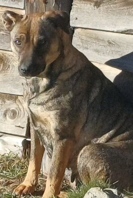 Sally ist eine Hündin, die trotz allem an das Gute glaubt., Mischling - Hündin