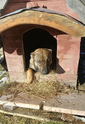 Sally ist eine Hündin, die trotz allem an das Gute glaubt., Mischling - Hündin