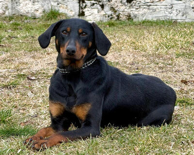 Sally sucht aktive Menschen, Mischling - Hündin