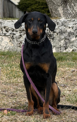 Sally sucht aktive Menschen, Mischling - Hündin