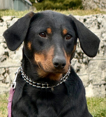 Sally sucht aktive Menschen, Mischling - Hündin