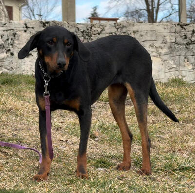 Sally sucht aktive Menschen, Mischling - Hündin