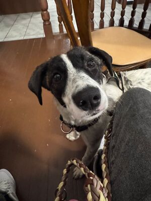 Sally, unbekannt - Hündin