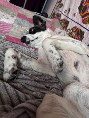 Sally, unbekannt - Hündin