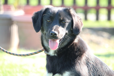 Sallyn, Mischling Welpen - Hündin