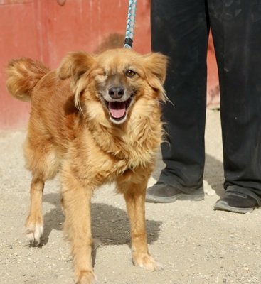 Salma, Mix - Hündin