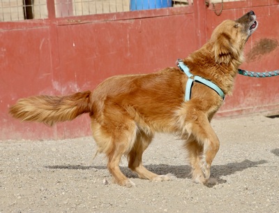 Salma, Mix - Hündin