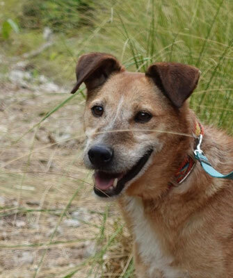 Salt (m)- sehr sozial, liebenswürdig, Mischling - Rüde