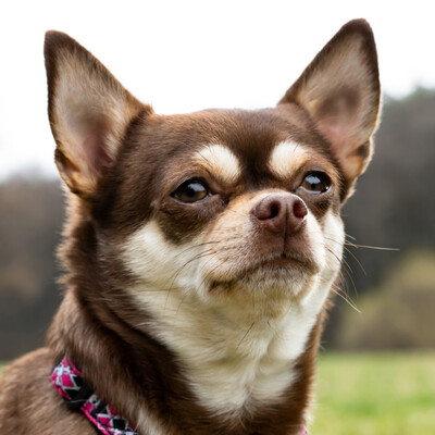 Salzi mit Tacci, Chihuahua-Hündin - Hündin