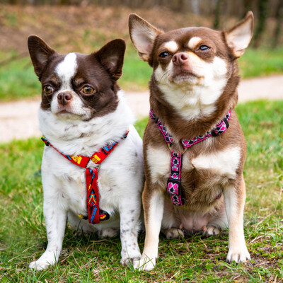 Salzi und Tacci, Chihuahua - Hündin