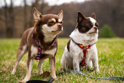 Salzi und Tacci, Chihuahua - Hündin