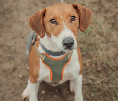 Sam Bullterrier Mix Rüde sucht sein Zuhause, Bullterrier - Rüde