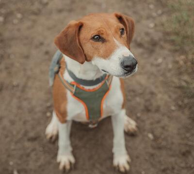 Sam Bullterrier Mix sucht sein Zuhause, Bullterrier Mix - Rüde