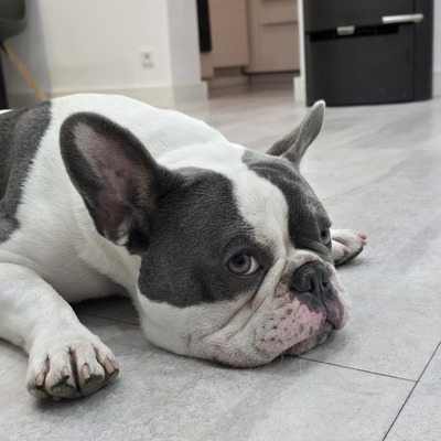 Sam, Französische Bulldogge - Rüde