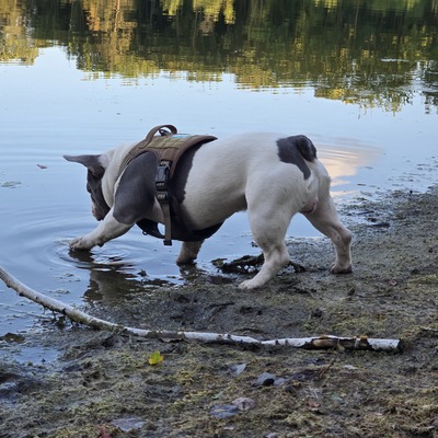 Sam, Französische Bulldogge - Rüde