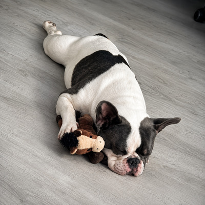 Sam, Französische Bulldogge - Rüde