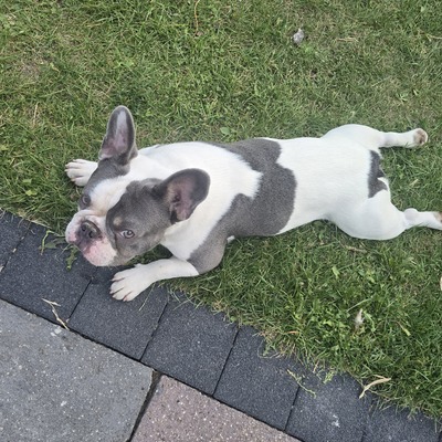Sam, Französische Bulldogge - Rüde