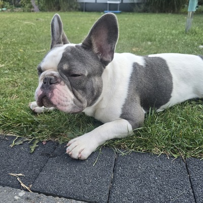 Sam, Französische Bulldogge - Rüde