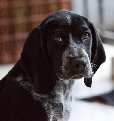 Sam - Menschenbezogener Hundejunge, ca. 3 Monate, Mischling Welpen - Rüde