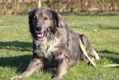 Sam, Mischling - Hündin