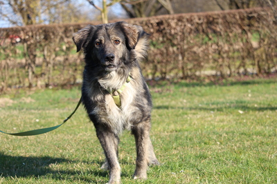 Sam, Mischling - Hündin