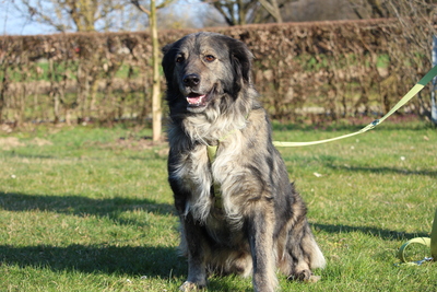 Sam, Mischling - Hündin