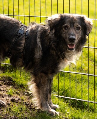 Sam, Mischling - Hündin