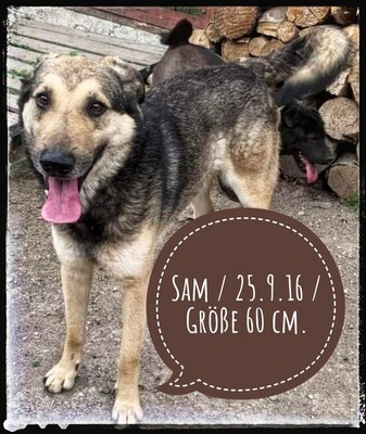 Sam, Schäferhundmix - Rüde