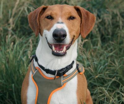 Sam hübscher Bullterrier Mix Rüde sucht sein Zuhause, Bullterrier Mix - Rüde