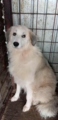 Sam ist ein ruhiger und sanfter Rüde auf der Suche nach einem Neubeginn