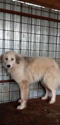 Sam ist ein ruhiger und sanfter Rüde auf der Suche nach einem Neubeginn, Mischling - Rüde