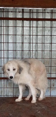 Sam ist ein ruhiger und sanfter Rüde auf der Suche nach einem Neubeginn, Mischling - Rüde