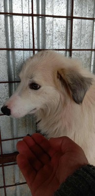 Sam ist ein ruhiger und sanfter Rüde auf der Suche nach einem Neubeginn, Mischling - Rüde