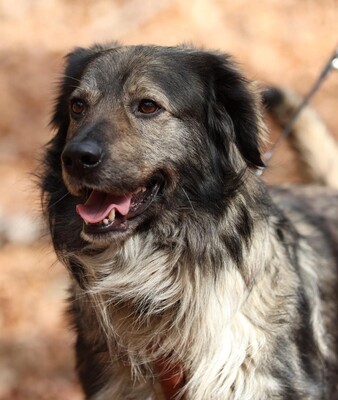 Sam, mischling - Rüde