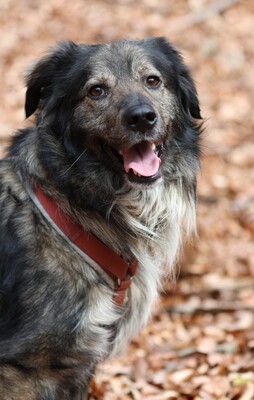 Sam, mischling - Rüde