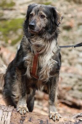 Sam, mischling - Rüde