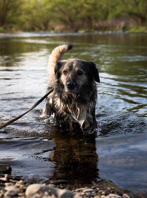 Sam, mischling - Rüde