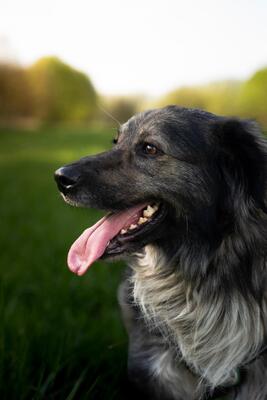 Sam, mischling - Rüde