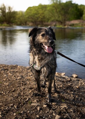 Sam, mischling - Rüde