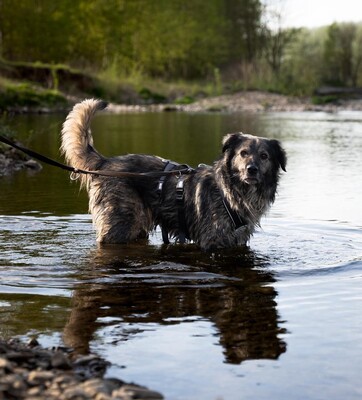 Sam, mischling - Rüde