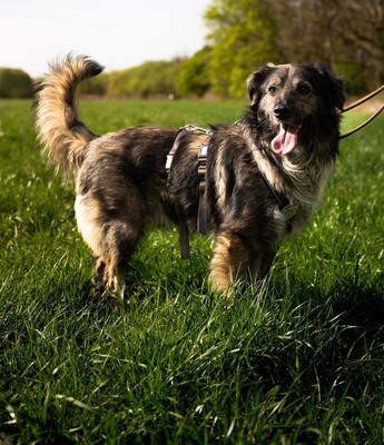 Sam, mischling - Rüde