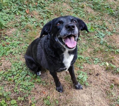 Sam ruhiger, lieber 12 jähriger Labardor Mix Rüde wartet auf sein Zuhause, Labrador Mix - Rüde