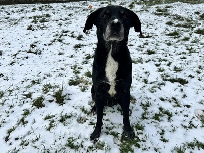 Sam ruhiger, lieber Labardor Mix Rüde wartet auf sein Zuhause, Labrador - Rüde