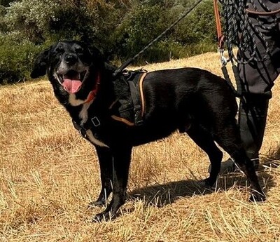 Sam ruhiger, lieber Labardor Mix Rüde wartet auf sein Zuhause, Labrador - Rüde