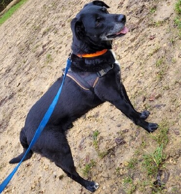 Sam ruhiger, lieber Labardor Mix Rüde wartet auf sein Zuhause, Labrador - Rüde