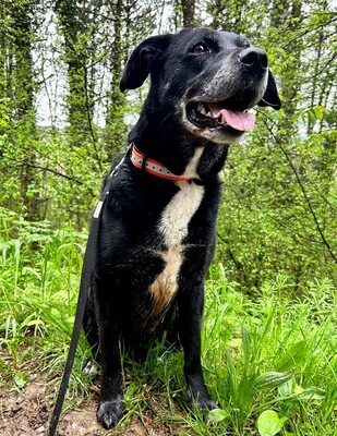 Sam ruhiger, lieber Labardor Mix Rüde wartet auf sein Zuhause, Labrador - Rüde