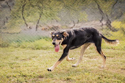 Samantha - sanftmütig, sensibel, vorsichtig, freundlich, anhänglich, Mischling (Video-Link vorhanden) - Hündin
