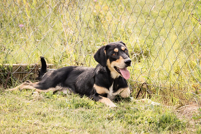 Samantha - sanftmütig, sensibel, vorsichtig, freundlich, anhänglich, Mischling (Video-Link vorhanden) - Hündin