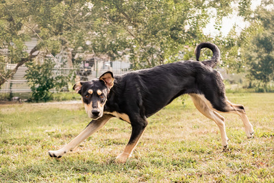 Samantha - sanftmütig, sensibel, vorsichtig, freundlich, anhänglich, Mischling (Video-Link vorhanden) - Hündin