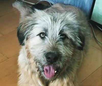 Samba, Miortic - Rüde